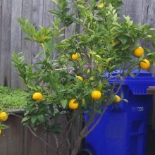 citrus-tree