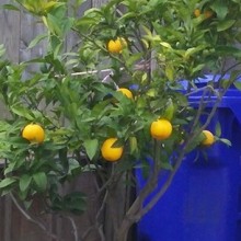 citrus-tree-crop