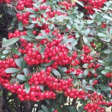 daphne-berries-1