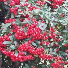 daphne-berries