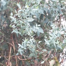 eucalyptus
