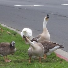 geese