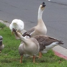 geese-street-2