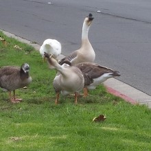 geese-street
