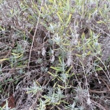 lavender-1
