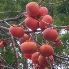 persimmon-tree