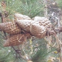 pine-cones-1