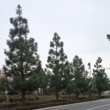 pine-trees