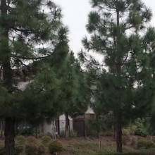 pine-trees-crop
