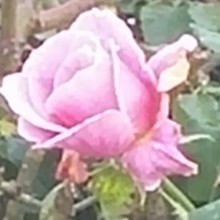 pink-rose
