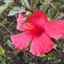 red-flower-3