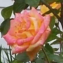 rose