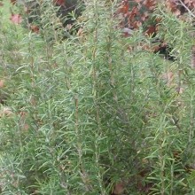 rosemary-1
