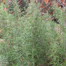 rosemary-3