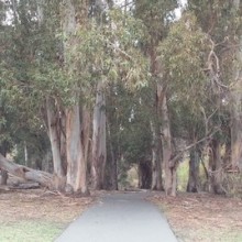 trail-2-crop