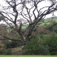 tree-trail-1
