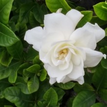 white-flower