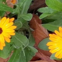 yellow-daisy-2