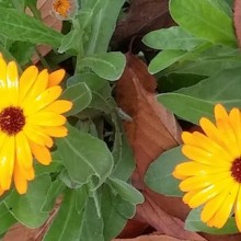 yellow-daisy