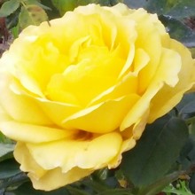 yellow-flower