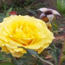 yellow-rose-2